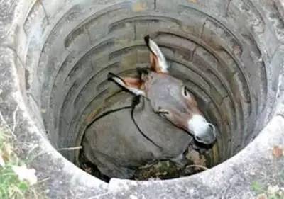 这头犟驴你怎能忘记?