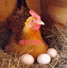 一只鸡的尊严，人生需要觉悟！